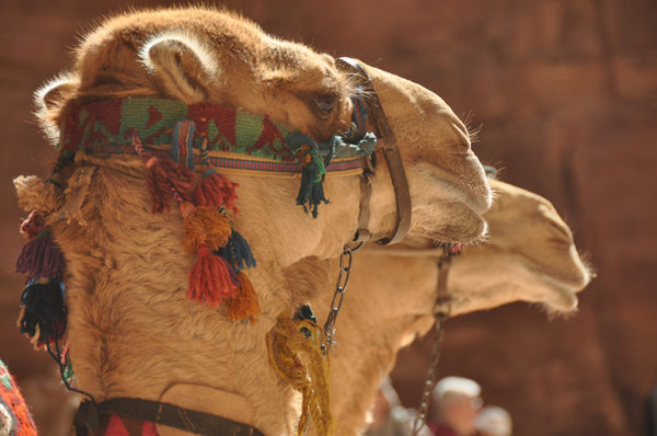 Camels - Petra