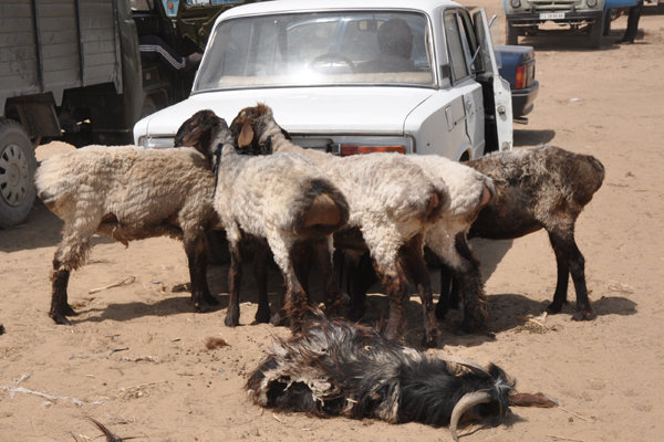 Sheep Tied to a Lada - Tolkuchka Bazaar