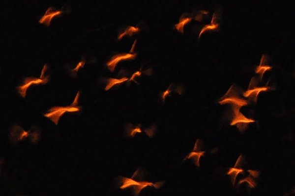 Birds Flying Over the Burning Gas Crater