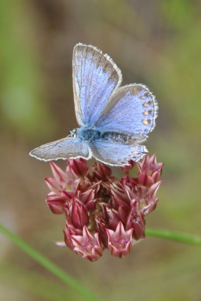 Butterfly - Karatau Mountains