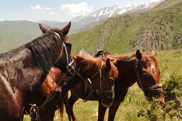 Our Horses Taking a Rest - Aksu Jabagly National Park