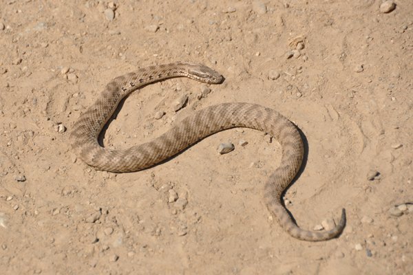 Snake on the Path - Karatau Mountains