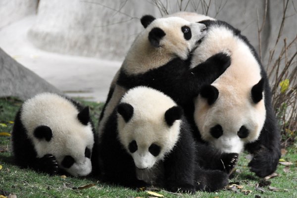 Giant Panda Breeding Research Base - Chengdu
