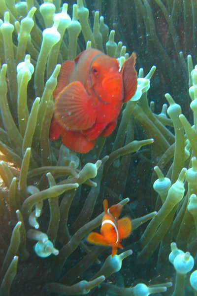 Nemo + Friend - Diving Great Barrier Reef