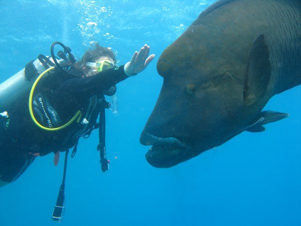 Sarah & "Wally" the Giant Mauri Wrasse - Diving Great Barrier Reef