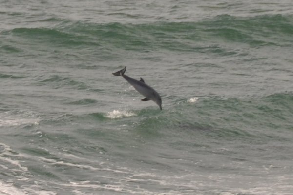 Dolphin - Byron Bay