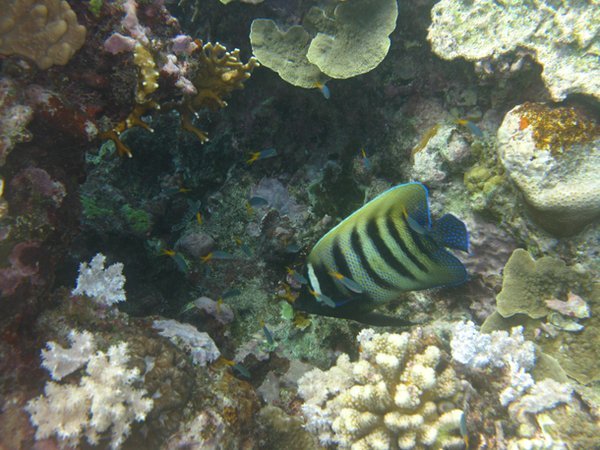 Angel Fish - Snorkelling Great Barrier Reef