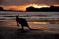 'Roo on the Beach - Cape Hillsborough