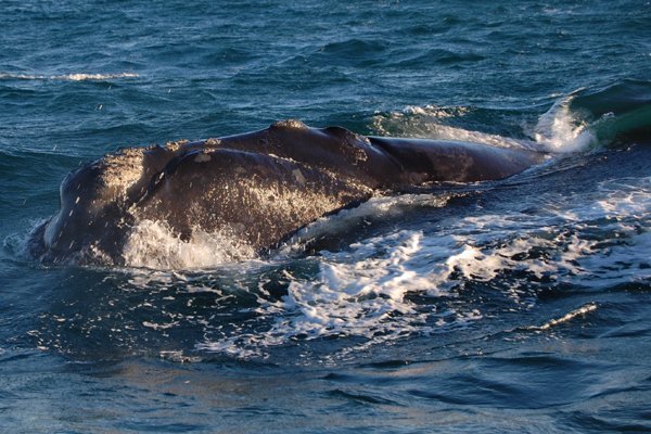 Southern Right Whale - Peninsula Valdes
