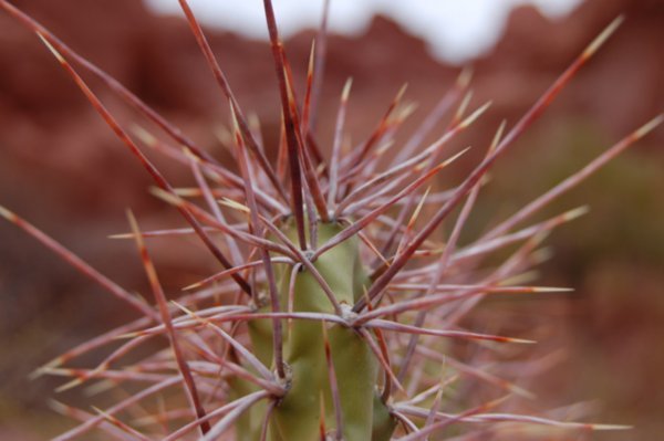 Cactus - Valles Calchaquies