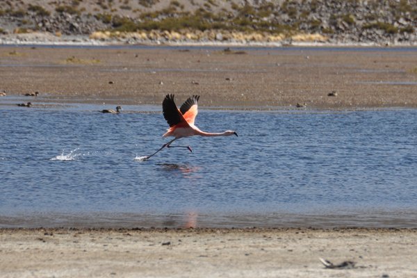 Flying Flamingo - Lauca National Park