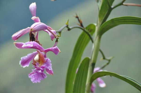 Wild Orchids - Salkantay Trek