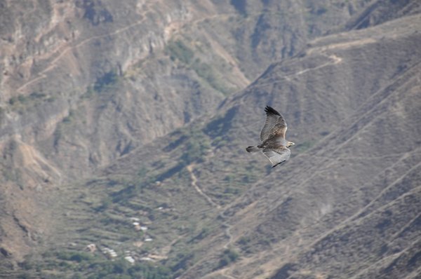 Eagle - Colca Canyon