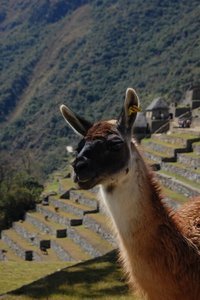 Llama - Machu Picchu