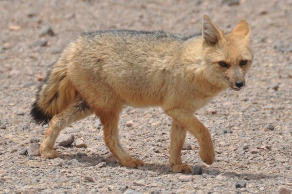 Andean Fox - Eduardo Avaroa National Reserve