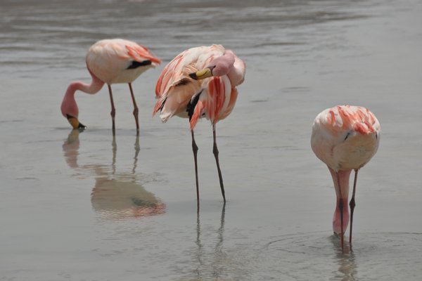 Flamingos - Eduardo Avaroa National Reserve