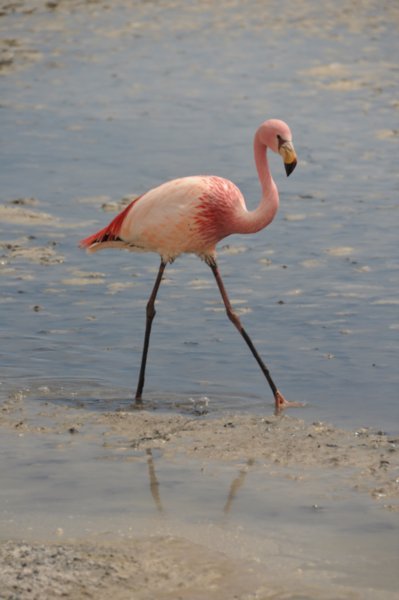 Flamingo - Eduardo Avaroa National Reserve