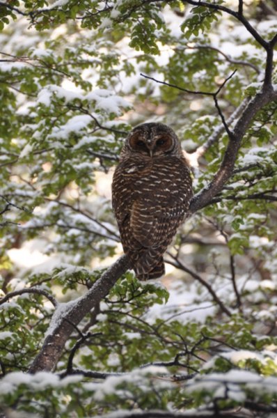 Owl - Torres del Paine National Park