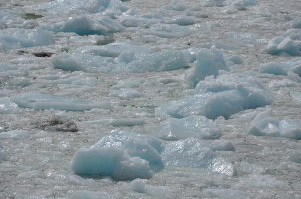 Floating Ice - Near Glacier Serrano