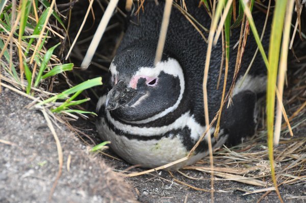 Penguin in its Burrow - Tierra del Fuego
