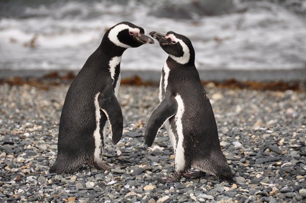 Penguins - Tierra del Fuego