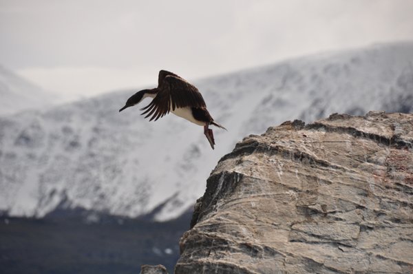 Cormorant Taking Off - Beagle Channel