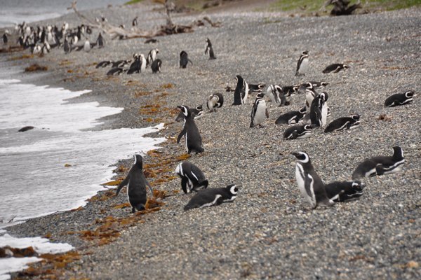 Penguins - Tierra del Fuego