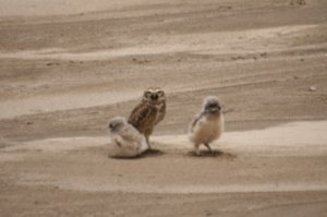 Bolivian owls