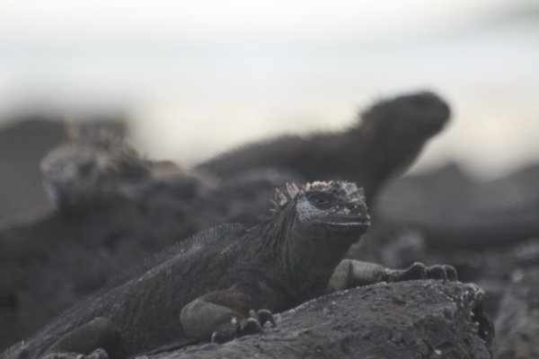 Marine iguanas 