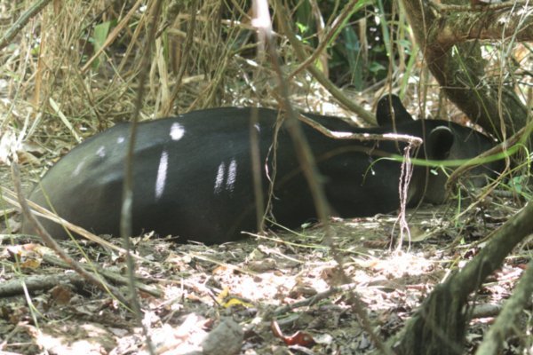 Sleeping tapir