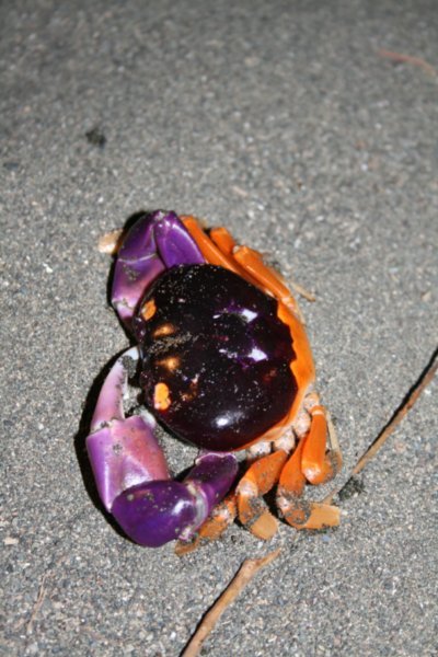 Multicoloured crab