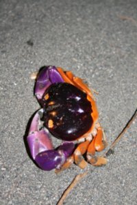 Multicoloured crab