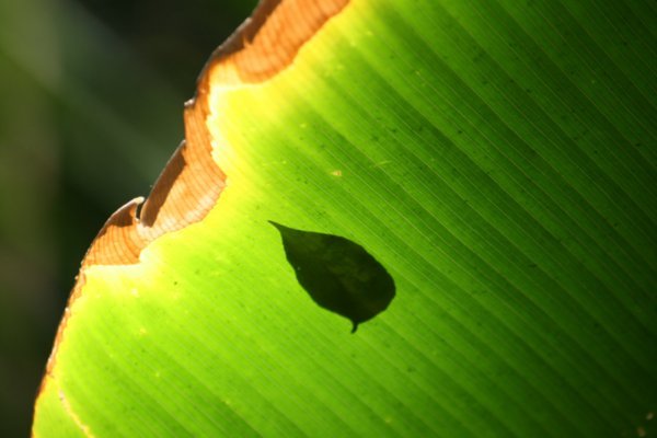 Banana leaf, Cockscomb