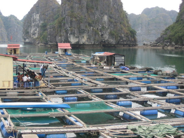 We visited this fish farm