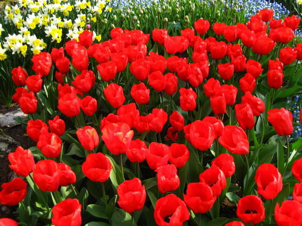 La Tulipe Amsterdam