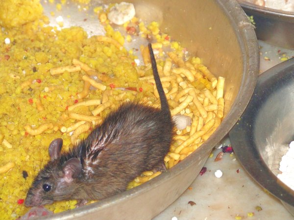 Rat au curry