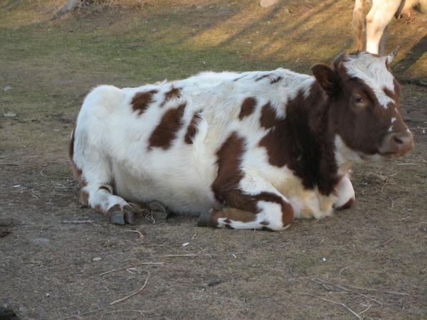 Village cow