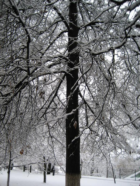 Birch trees in Tambov