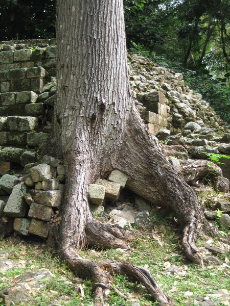 Tree growing through a Mayan residence