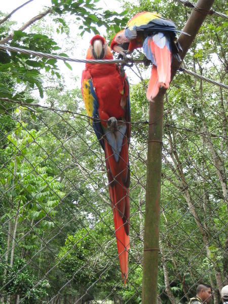 Macaws greeting visitors to Copan