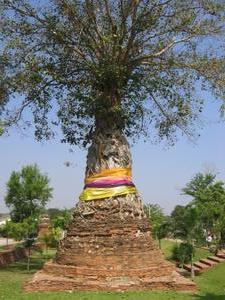 Stupa with a tree decorated with prayer ribbons