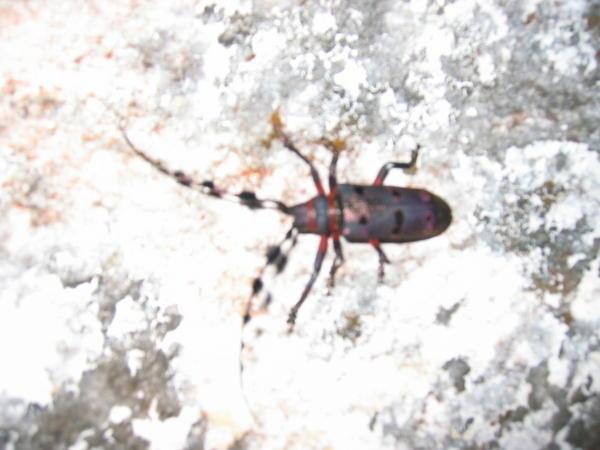 Unique beetle