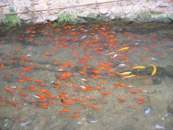 Goldfish in the river
