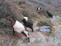 Goats on the hike