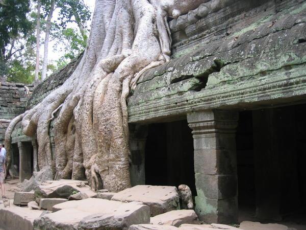 Nature taking its course, Ta Prohm