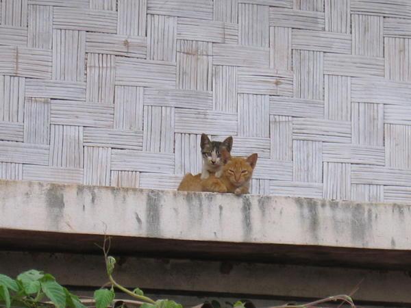 Vientiane kittens