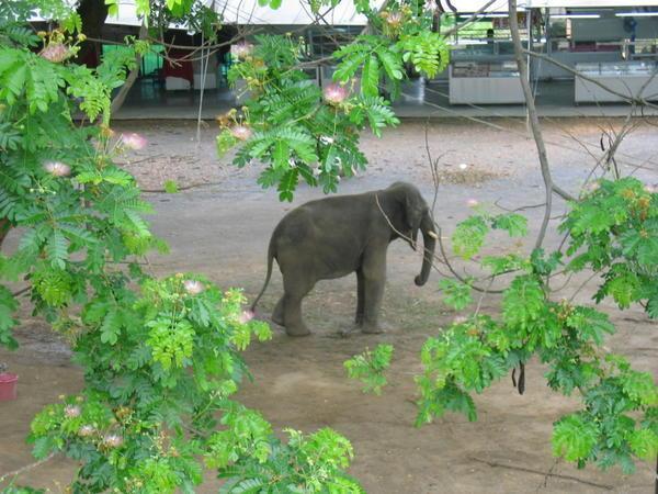Elephant doing morning gymnastics