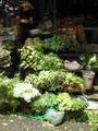 Greens at Dalat vegetable market