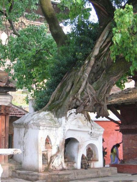 Tree temple