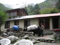 Yaks passing by a teahouse